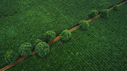 Green Pearls Photograph by ??tianqi