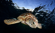 Green Sea Turtle (chelonia Mydas) Photograph by Luis Javier Sandoval Alvarado