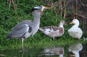 Grey Heron Photograph by Photostock-israel/science Photo Library