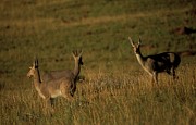 Grey Rhebok. (pelea Capreolus). Herd Photograph by Roger De La Harpe
