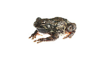 Grey Tree Frog Tishomingo State Park, Mississippi, Usa Photograph by Myn / Andrew Snyder / Naturepl.com