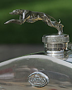 Greyhound Photograph by Tiffany Whisler