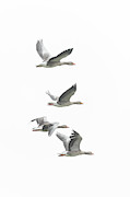 Greylag Geese Photograph by Anita Nicholson