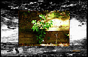 Growing Where Life Puts Us Photograph by Aberjhani Growing Where Life Puts Us Photograph by Aberjhani