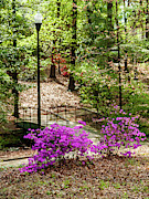 Guignard Park-2 Photograph by Charles Hite Guignard Park-2 Photograph by Charles Hite