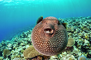 Guineafowl Puffer Fish Inflated, Displaying Defensive Photograph by David Fleetham / Naturepl.com