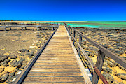 Hamelin Pool Path Photograph by Benny Marty Hamelin Pool Path Photograph by Benny Marty