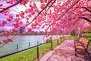 Hanami in Ueno Park Photograph by Benny Marty Hanami in Ueno Park Photograph by Benny Marty