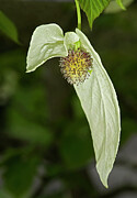 Handkerchief / Dove Tree, Male Inflorescence Enclosed By Photograph by Heather Angel / Naturepl.com Handkerchief / Dove Tree, Male Inflorescence Enclosed By Photograph by Heather Angel / Naturepl.com