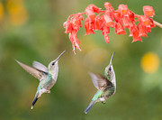 Hanging Around Photograph by Roelof De Hoog