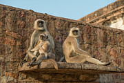 Hanuman Langur Presbytis Entellus Group Photograph by Mike Powles