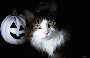 Happy Halloween Cat Photograph by Veronica Batterson Happy Halloween Cat Photograph by Veronica Batterson