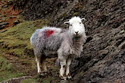 Happy Sheep Photograph by Lukasz Ryszka Happy Sheep Photograph by Lukasz Ryszka