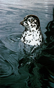 Harbor Seal Painting by Ron Parker