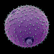 Harebell Pollen Grain, False-coloured Scanning Electron Photograph by Alex Hyde / Naturepl.com