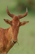 Hartebeest, Alcelaphus Buselaphus, Head Photograph by Sarah Darnell