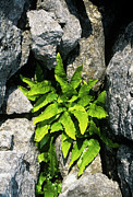 Hart's Tongue Fern Photograph by Science Photo Library