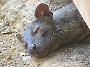 Having a Nap Photograph by Eric Pengelly
