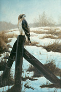 Hawk Eye Painting by Rusty Frentner