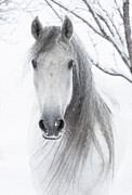 Head Portrait Of Grey Andalusian Mare With Long Mane In Photograph by Carol Walker / Naturepl.com Head Portrait Of Grey Andalusian Mare With Long Mane In Photograph by Carol Walker / Naturepl.com