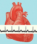 Heartbeat Drawing by CSA Images