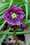 Helleborus 'double Ellen Red' Flower Photograph by Science Photo Library