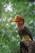Helmeted Hornbill 1 Photograph by Nantapon P
