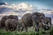 Herd Of African Elephants On The Move Photograph by Mike Hill