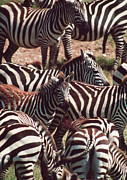 Herd Of Zebra Photograph by Science Photo Library