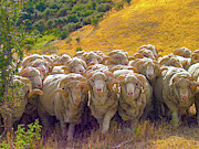 Herding Merino Sheep Photograph by Leslie Struxness Herding Merino Sheep Photograph by Leslie Struxness