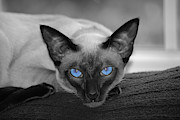 Hey There Blue Eyes - Siamese Cat Photograph by Flippin Sweet Gear