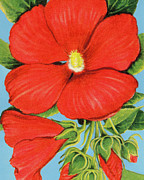 Hibiscus Blossom Drawing by CSA Images Hibiscus Blossom Drawing by CSA Images