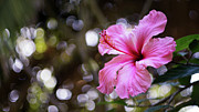 Hibiscus Flower Bloom Photograph by Sapiens Verbum Hibiscus Flower Bloom Photograph by Sapiens Verbum