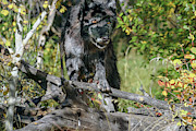 Hiding in Shadows Photograph by Ronnie And Frances Howard