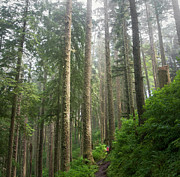 Hiker In Immense Lush Forest Photograph by Danielle D. Hughson