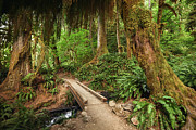Hikers Pov Looking At A Wooden Photograph by Dreampictures