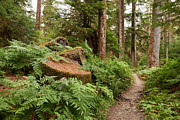 Hikers Pov On A Trail In The Hoh Rain Photograph by Dreampictures