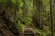 Hiking in Mt. Rainier, Washington Photograph by Julieta Belmont Hiking in Mt. Rainier, Washington Photograph by Julieta Belmont