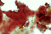 Hildenbrandia Sp. Red Algae Photograph by Science Photo Library