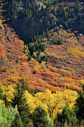 Hillsides of Fall Color near Redstone, Colorado Photograph by Ray Mathis