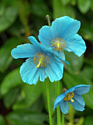 Himalayan Blue Poppy Cultivated Plant Native To Photograph by Ernie Janes / Naturepl.com Himalayan Blue Poppy Cultivated Plant Native To Photograph by Ernie Janes / Naturepl.com