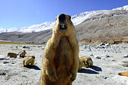 Himalayan Marmot . Chantang Wildlife Sanctuary. Ladakh Photograph by Enrique Lopez-tapia / Naturepl.com