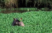 Hippo (hippopotamus Amphibius) Photograph by Roger De La Harpe