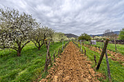 Historical gems in the Alsace Photograph by Bernd Laeschke Historical gems in the Alsace Photograph by Bernd Laeschke