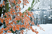Hoar Frost On Beech Leaves Rydal, Lake District, England Photograph by Ashley Cooper / Naturepl.com