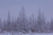 Hoar Frost Sax Zim Bog Photograph by Paul Schultz Hoar Frost Sax Zim Bog Photograph by Paul Schultz