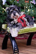 Holidays with Koby Photograph by Kim Mobley