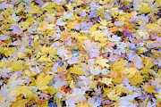 Home leaves1 Photograph by Merle Grenz