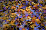 Home Leaves2 Photograph by Merle Grenz