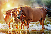 Horse Family Walking in Lake at Sunrise Photograph by Good Focused
